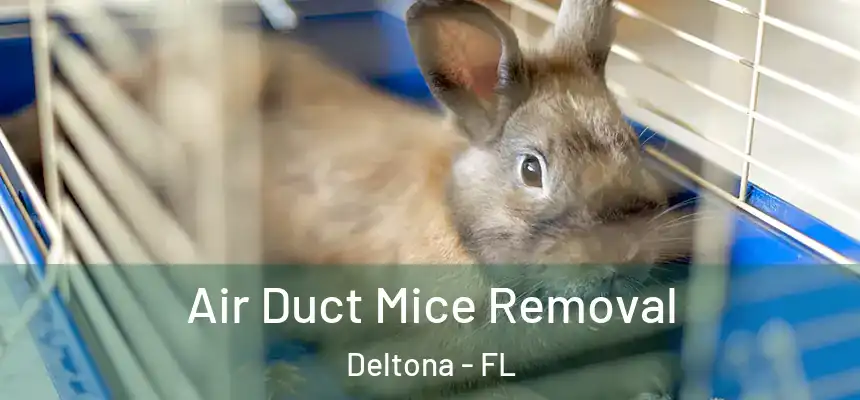 Air Duct Mice Removal Deltona - FL